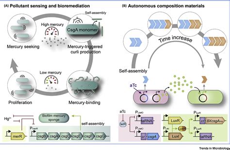 Genetic Circuit Assisted Smart Microbial Engineering Trends In
