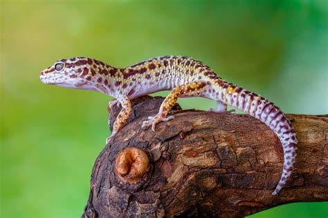 12 Fascinating Leopard Gecko Facts Fact Animal
