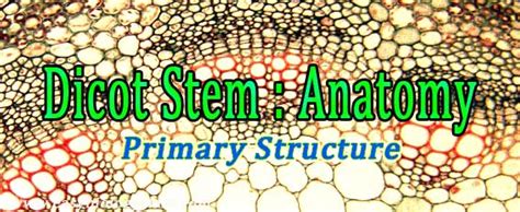 Dicot Stem Under Microscope Plant Anatomy Ppt Easy