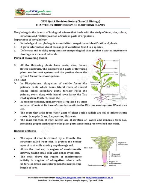 11 Biology Notes Ch05 Morphology Of Flowering Plants 2 Seed Fruit