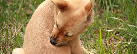 Best Flea Treatment For Chihuahua Buying Guide I Love Chihuahua