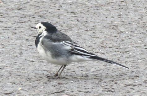 Colins Ramblings Species Spotlight No 32 Pied Wagtail