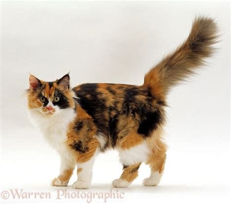 Calico Cat Walking With Tail Up Photo Calico Cat Ragamuffin Cat Cats