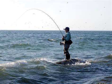 Fly Rod Striped Bass Catch And Release Tournament Set For June 3 The Martha S Vineyard Times