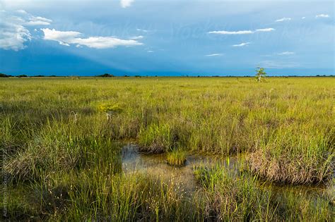 Rain Over The River Of Grass Everglades National Park Florida By Adam