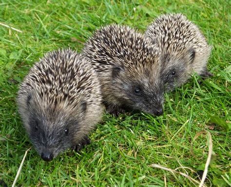 Introducing The Hedgehog And Lighting Project The Mammal Society