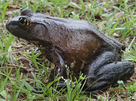 American Bullfrog Lithobates Catesbeianus Brad Gloriosos Personal