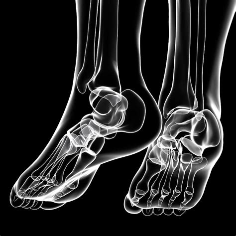 Human Foot Bones Photograph By Pixologicstudioscience Photo Library