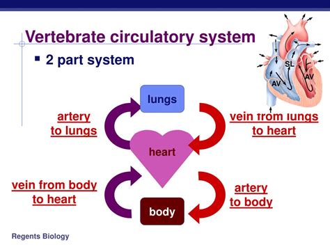 Ppt Circulatory System In Animals Powerpoint Presentation Free