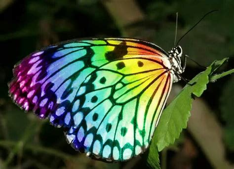 Beautiful Rainbow Butterfly Rainbow Butterflies Most Beautiful