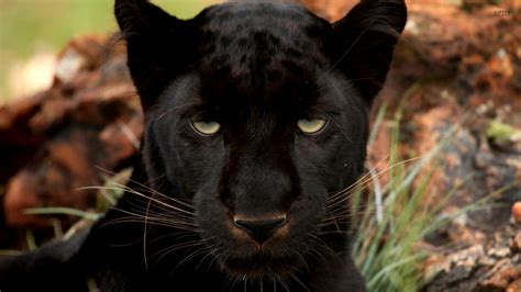 Black panther, starring chadwick boseman as t'challa, the african king who fights evildoers in the guise of a wildcat, is unusually grounded for a marvel superhero epic, and unusually gripping. Black Panther wallpaper | 1920x1080 | #45779