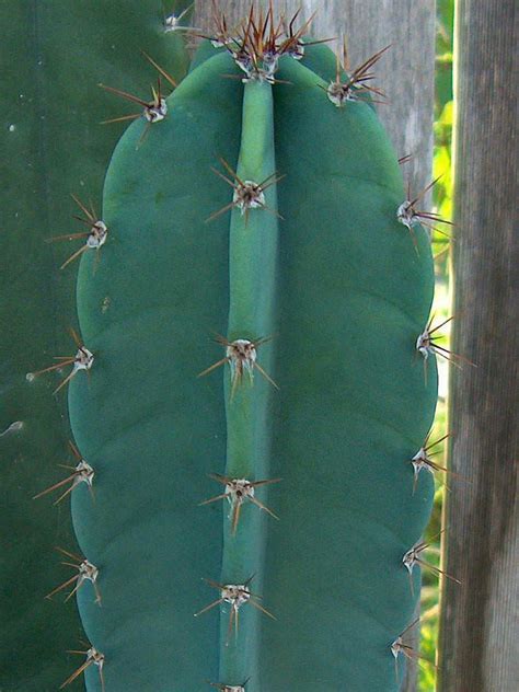 Saguaro for instance will have a wooden trunk, not unlike a tree when fully grown, but even those lift the cactus into the new pot using the tea towel, position it at the same depth that is was in the. Cereus repandus - Peruvian Apple | World of Succulents