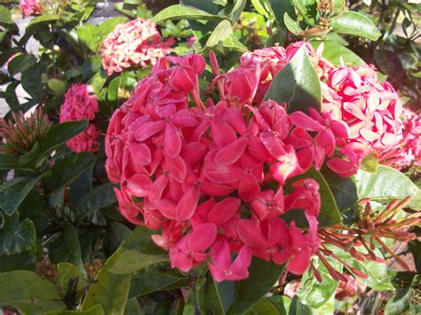 High quality foods are available you can also find a variety of premium pet services available at petco. Tropical flower, Puerto Rico | Tropical flowers, Green day ...