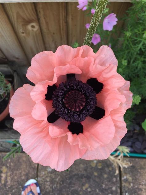 Pink Poppy Pink Poppies Poppies Flowers