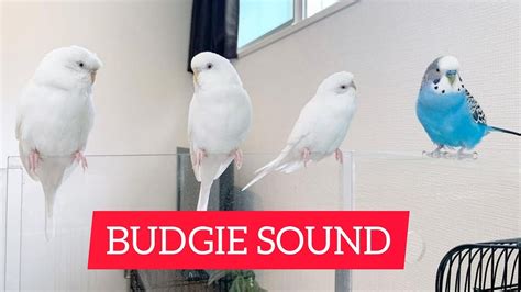 Singing Budgie Happy Song Most Beautiful Budgie Songs Ever