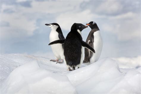 Explore Antarctica Through Ira Meyers Breathtaking Photo Collection