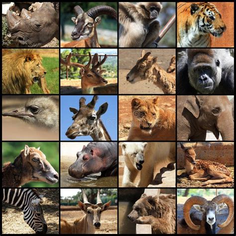 Collage De Los Animales Foto De Archivo Imagen De Parque 14477218