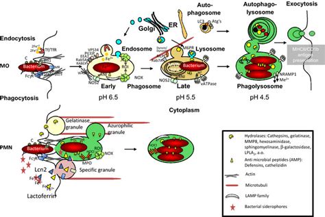 Intracellular Trafficking Of Bacteria In Phagocytes And Anti Microbial