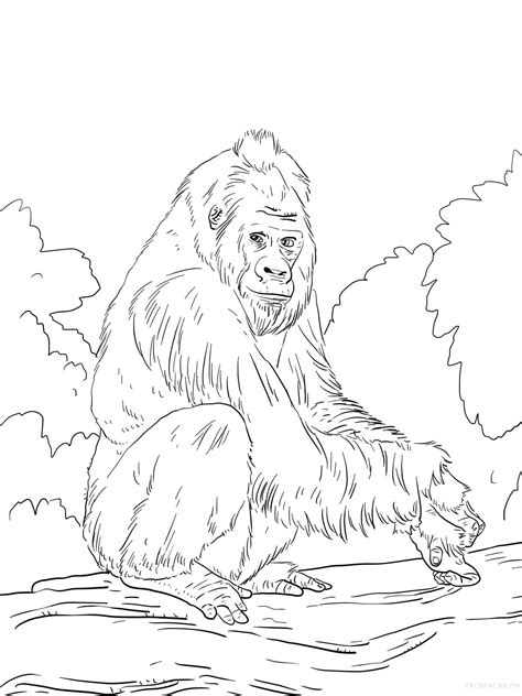 Free printable gorilla coloring pages. Dibujos de gorila para colorear
