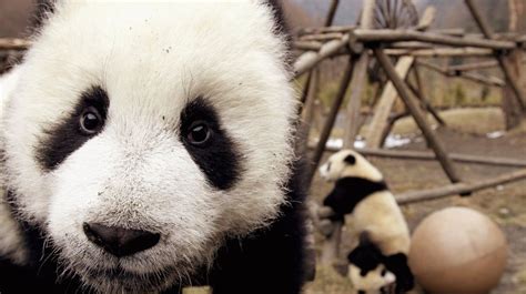 Why Are Giant Pandas Black And White Biologists Offer A New Theory Big Think