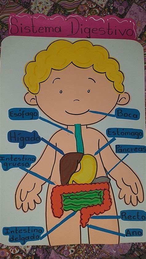 Sistema Digestivo Sistema Digestivo Para Niños Sistema Digestivo
