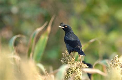 Burung jalak kebo kerap terlihat hinggap di atas punggung kerbau yang sedang mencari rumput. BERJALAK: GAMBAR BURUNG JALAK KEBO-1