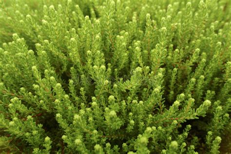 Green Ground Cover Plants Stock Image Image Of Growth