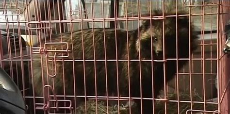 Wasbeerhond nyctereutes procyonoides wat is het probleem? Niet ieder dier is geschikt als huisdier - PiepVandaag.nl