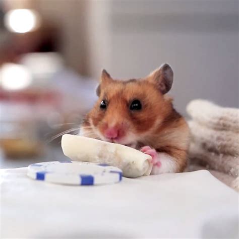 You Owe It To Yourself To Watch Hamsters Eat Tiny Burritos Hamster