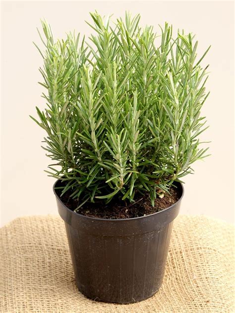 Diy Growing Rosemary Indoor And Outdoor Gowritter Rosemary Plant