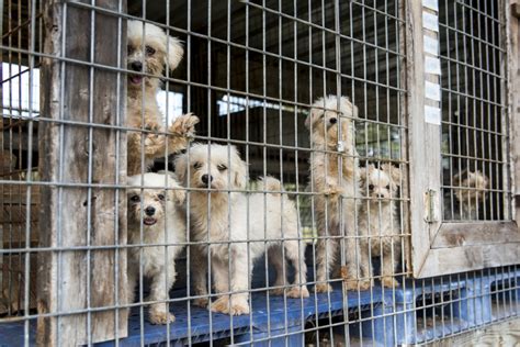 Educate yourself on #puppy mills and help stop the abuse and neglect. Alabama "puppy mill" bill gets a name — Atti's Bill