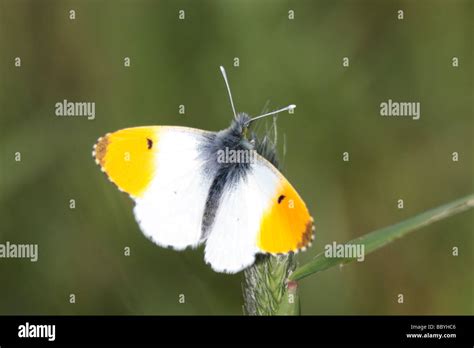 Orange Tip Butterfly Stock Photo Alamy