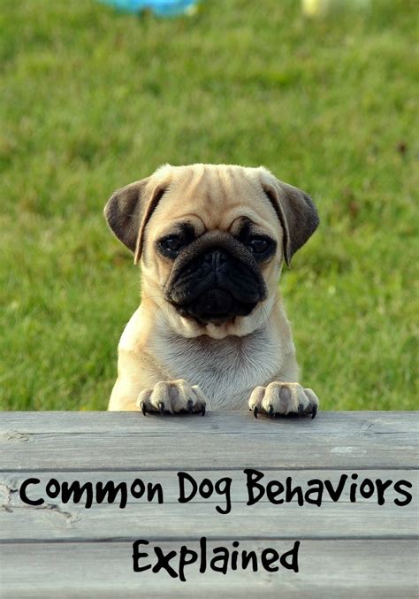 Common Dog Behaviors Explained Dogvills