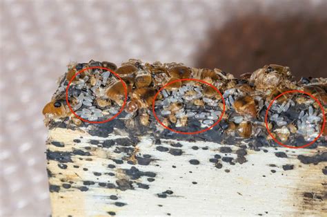 Bed Bug Eggs Pointe Pest Control Chicago Pest Control And Exterminator