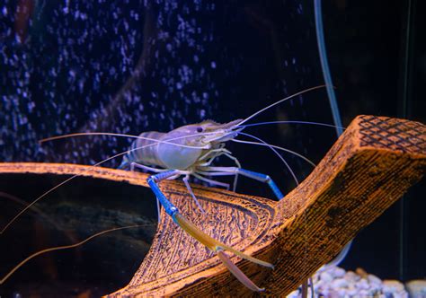 10 Biggest Shrimp And Prawns Ranked American Oceans