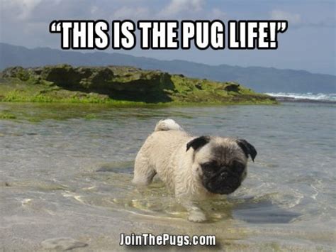 Summer Pugs Join The Pugs