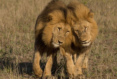 This Video Of Male Lions Mating Has Gone Viral Reminding Us That Being