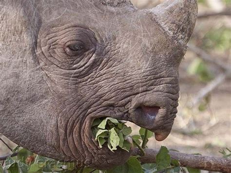 I know some african villages would die without rhino meat. Black Rhino eating leaves