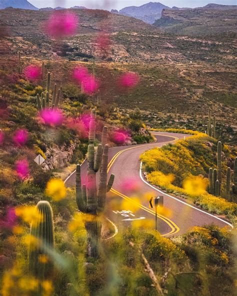 Where To See Wildflowers In Phoenix South Mountain Piestewa Peak