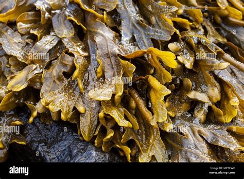 Seaweed Rock Beach Sea Salty Rocks Water Colorful Colouruful Stock