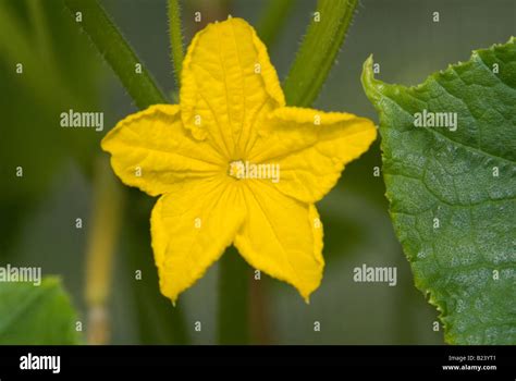 Cucumber Plant Flower Stock Photo Alamy