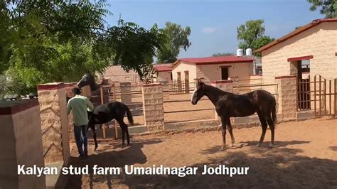 Stud Farm Design Best For Horses In India Youtube