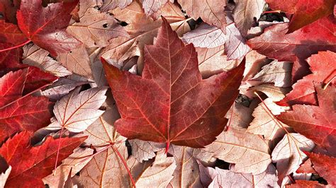 Red Maple Leaves Canada Hd Wallpaper Wallpaper Flare