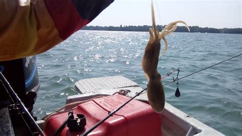 Gurita, haiwan laut dengan delapan kaki, dikenal untuk mengubah warna dan melepaskan tinta. Jom Mancing Bersama Di Port Klang: Memancing Sotong Kurita
