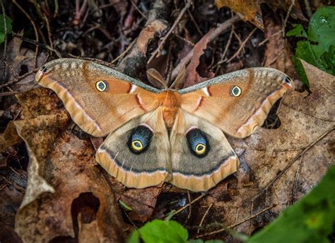 10 Types Of Moths Every Homeowner Should Know Bob Vila