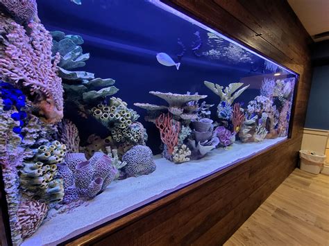 Custom Luxury Fish Tanks And Aquariums Gallery Photos Ny Nj Pa