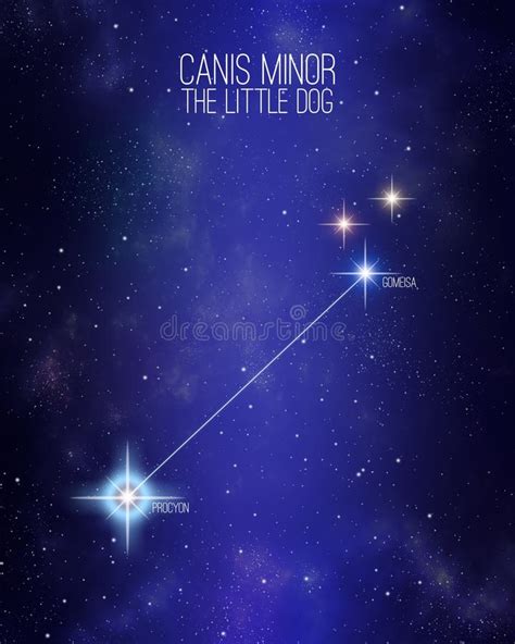 Canis Minor The Little Dog Constellation On A Starry Space Background