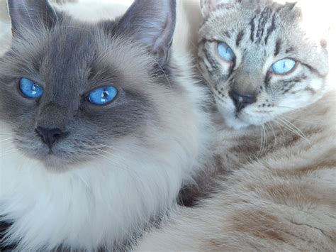 Blue Eyes Loverboy Cats Blue Eyes Cats Animals Gatos Animales