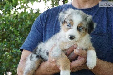 Miniature australian shepherd this litter will be medium framed, nice boned mostly small to medium minis with a possible toy!! Australian Shepherd puppy for sale near Houston, Texas. | 2d44cfa2-8f41