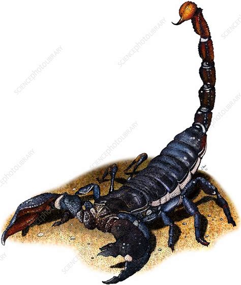 Emperor Scorpion Illustration Stock Image C0274742 Science